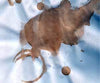 Stain Removal T